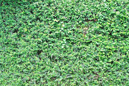 simsearch:400-04869731,k - Close-up image of fresh spring green grass Foto de stock - Royalty-Free Super Valor e Assinatura, Número: 400-05340350