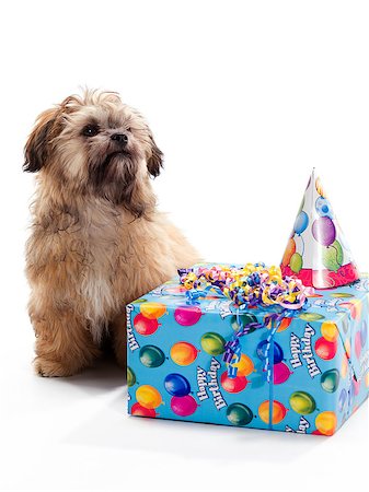 simsearch:400-04883639,k - A puppy with a birthday present Stock Photo - Budget Royalty-Free & Subscription, Code: 400-05340465