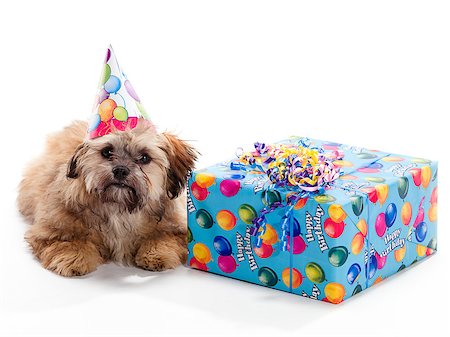 shiatsu - A Shitzu Poodle mix laying beside a birthday present wearing a hat Stockbilder - Microstock & Abonnement, Bildnummer: 400-05340466