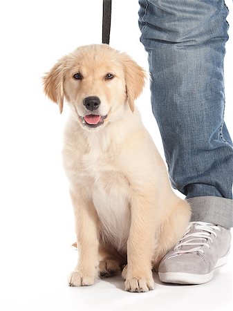 simsearch:400-04883639,k - A puppy ready for a walk Stock Photo - Budget Royalty-Free & Subscription, Code: 400-05340551