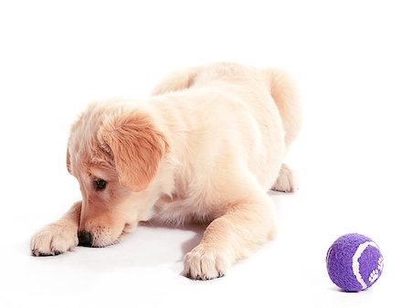 simsearch:400-04883639,k - A puppy hiding behind its paw with a purple ball Stock Photo - Budget Royalty-Free & Subscription, Code: 400-05340552