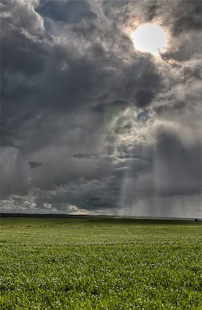 staple crop - Sun Shining on newly planted crop in Saskatchewan Canada Stock Photo - Budget Royalty-Free & Subscription, Code: 400-05340616