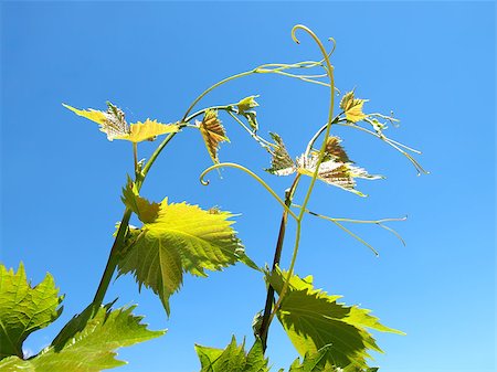 simsearch:400-05347888,k - vine sprouts with young grape clusters against blue sky Foto de stock - Super Valor sin royalties y Suscripción, Código: 400-05340643