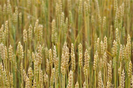 simsearch:400-07293838,k - Background of the ripe wheat in field Photographie de stock - Aubaine LD & Abonnement, Code: 400-05340677