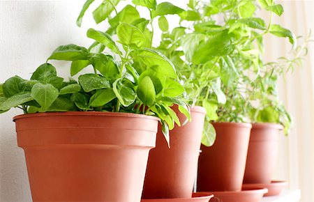 potted herbs - Herbs in Pots on the Shelf - Basil, Mint and Rosemary Stock Photo - Budget Royalty-Free & Subscription, Code: 400-05340671