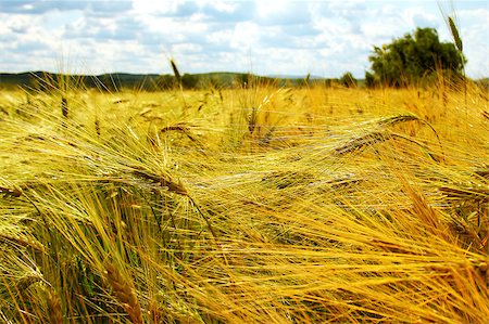 a field of barley before harvester in full summer Stock Photo - Budget Royalty-Free & Subscription, Code: 400-05340939