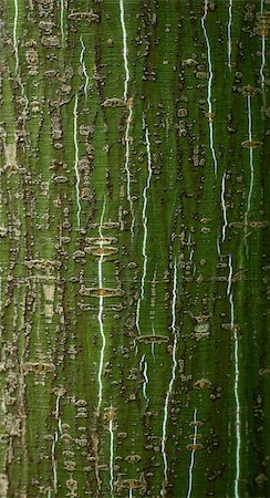 Bark of young alder tree Photographie de stock - Aubaine LD & Abonnement, Code: 400-05340972