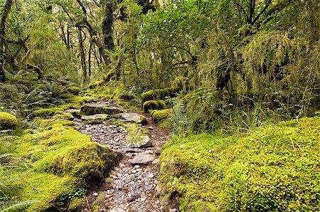 simsearch:400-05270905,k - Mossy Beech Forest - Milford Track, South Island, New Zealand Foto de stock - Royalty-Free Super Valor e Assinatura, Número: 400-05341426