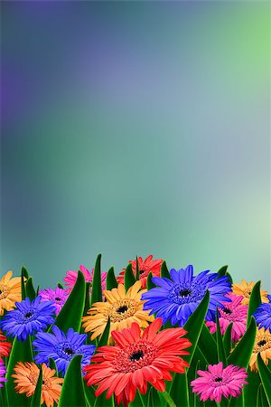 simsearch:400-05369226,k - Colorful daisy gerbera flowers in a field - spring background Stock Photo - Budget Royalty-Free & Subscription, Code: 400-05341475