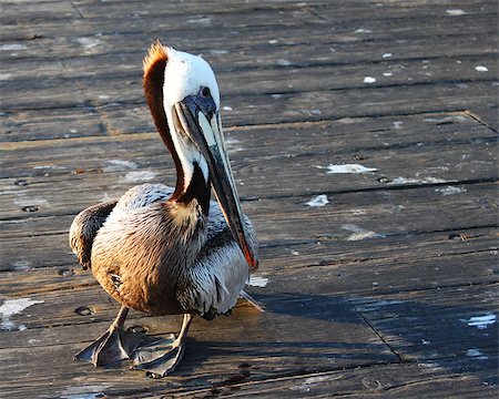 pelecanus - Pelican standing on a wooden pier. Foto de stock - Super Valor sin royalties y Suscripción, Código: 400-05341498