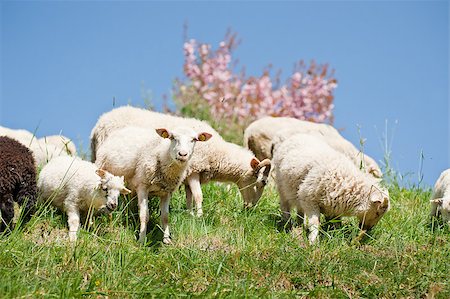 Sheep Herd in a spring meadow with blue Sky Stockbilder - Microstock & Abonnement, Bildnummer: 400-05341567