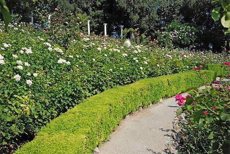 simsearch:673-02140649,k - path among the roses in a beautiful garden Stockbilder - Microstock & Abonnement, Bildnummer: 400-05341603