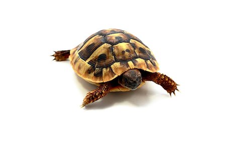 Hermann's tortoise close up isolated on white Stockbilder - Microstock & Abonnement, Bildnummer: 400-05341618