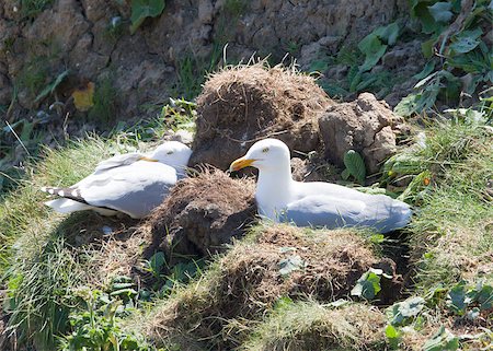 simsearch:400-05893563,k - Herring Gulls nesting on a cliff face Stock Photo - Budget Royalty-Free & Subscription, Code: 400-05341705
