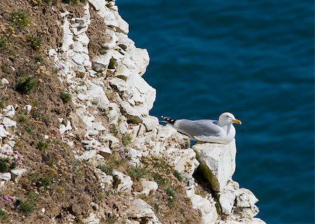 simsearch:400-05893563,k - Herring Gulls nesting on a cliff face Stock Photo - Budget Royalty-Free & Subscription, Code: 400-05341706