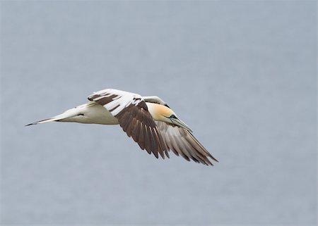 simsearch:400-05893563,k - Gannet A Beautiful sea bird in flight Stock Photo - Budget Royalty-Free & Subscription, Code: 400-05341716