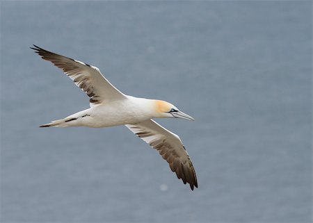 simsearch:400-04886949,k - Gannet A Beautiful sea bird in flight Fotografie stock - Microstock e Abbonamento, Codice: 400-05341718