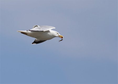 Herring Gull in flight with a fish Photographie de stock - Aubaine LD & Abonnement, Code: 400-05341727