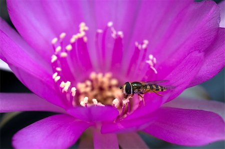 photohomepage (artist) - Hoverfly is sitting on a blossom Photographie de stock - Aubaine LD & Abonnement, Code: 400-05341752