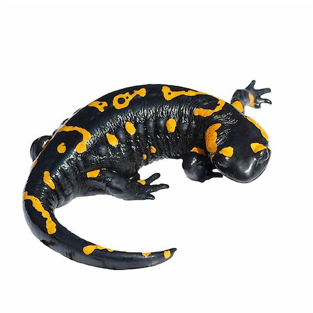 salamandra - Fire Salamander, Salamandra maculosa, Salamandra salamandra isolated on white background Fotografie stock - Microstock e Abbonamento, Codice: 400-05341860
