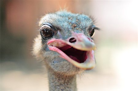 ostrich portrait Stock Photo - Budget Royalty-Free & Subscription, Code: 400-05342065
