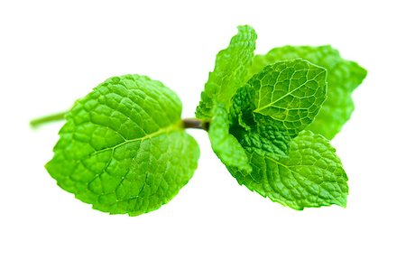 simsearch:400-06531157,k - Green Mint on white background Foto de stock - Royalty-Free Super Valor e Assinatura, Número: 400-05342112