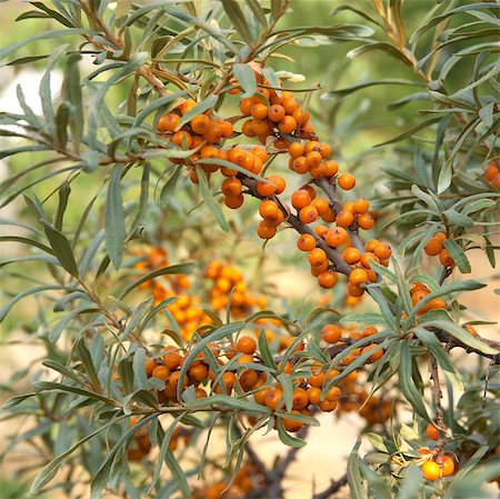 sea-buckthorn Stock Photo - Budget Royalty-Free & Subscription, Code: 400-05342208