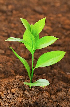 simsearch:400-04789618,k - New life concept - green seedling growing out of soil Foto de stock - Royalty-Free Super Valor e Assinatura, Número: 400-05342270