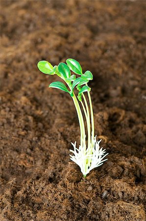 simsearch:400-04789618,k - New life concept - green seedling growing out of soil Foto de stock - Royalty-Free Super Valor e Assinatura, Número: 400-05342271