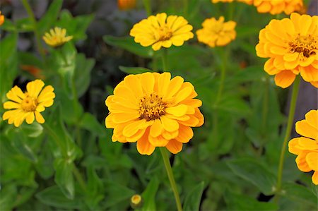 simsearch:400-04408653,k - Zinnia flower Stockbilder - Microstock & Abonnement, Bildnummer: 400-05342451