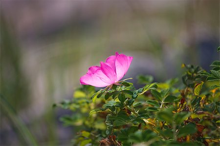 simsearch:400-04344268,k - Wild rose on blurry background Stock Photo - Budget Royalty-Free & Subscription, Code: 400-05342693