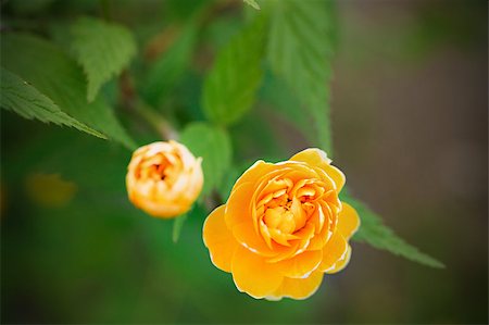 simsearch:400-04344268,k - small yellow roses on a background of green leaves Stock Photo - Budget Royalty-Free & Subscription, Code: 400-05342707