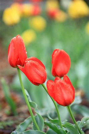 simsearch:825-02308577,k - Beautiful spring flowers Fotografie stock - Microstock e Abbonamento, Codice: 400-05342702