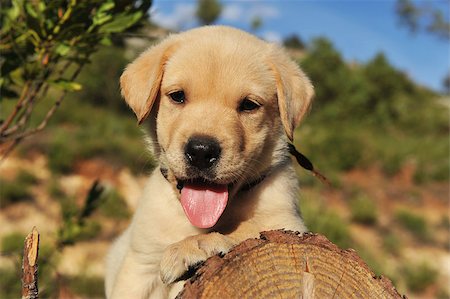 simsearch:400-04361715,k - purebred puppy labrador retriever on the wood Fotografie stock - Microstock e Abbonamento, Codice: 400-05342797
