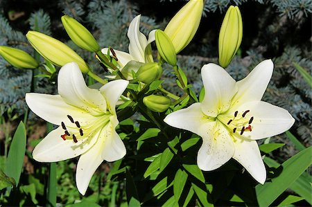easter lily background - lily in garden Stock Photo - Budget Royalty-Free & Subscription, Code: 400-05342889