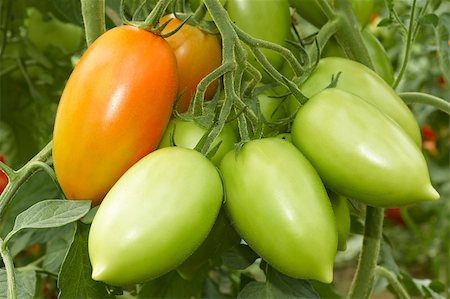 simsearch:400-06384379,k - Bunch with elongated green and red tomatoes growing in the greenhouse Stock Photo - Budget Royalty-Free & Subscription, Code: 400-05343197