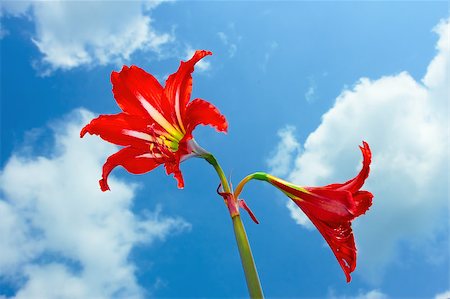 simsearch:400-04879383,k - Red bright flowers against the background of a cloudy Photographie de stock - Aubaine LD & Abonnement, Code: 400-05343208