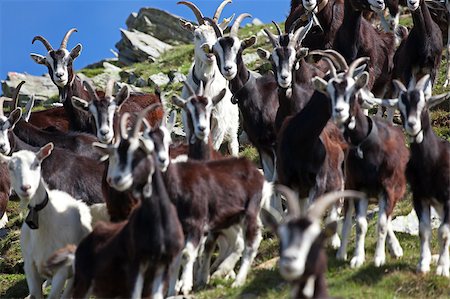 ssnowball (artist) - Goats at 2700 meters on the sea-level during summer Foto de stock - Super Valor sin royalties y Suscripción, Código: 400-05343259