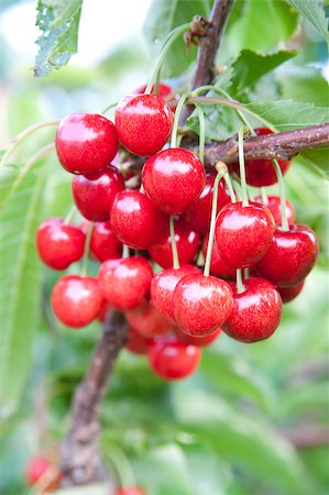 simsearch:400-08070445,k - Cherries on a branch Stock Photo - Budget Royalty-Free & Subscription, Code: 400-05343319