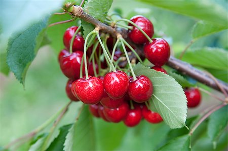 simsearch:400-08070445,k - Cherries on a branch Stock Photo - Budget Royalty-Free & Subscription, Code: 400-05343321