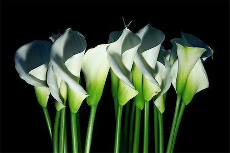 Several arum lilies (Zantedeschia aethiopica) in a row; isolated on black Stock Photo - Budget Royalty-Free & Subscription, Code: 400-05343477