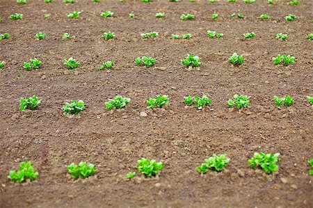 potato field - Young potato shoots in the spring tillage - rows Stock Photo - Budget Royalty-Free & Subscription, Code: 400-05343776