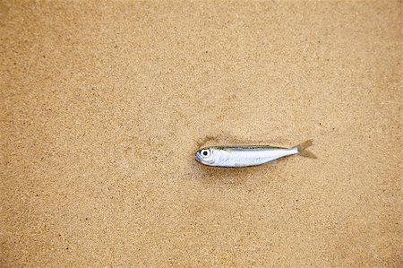 sad fish - A little fish lying on a sandy beach - has died Stock Photo - Budget Royalty-Free & Subscription, Code: 400-05343859