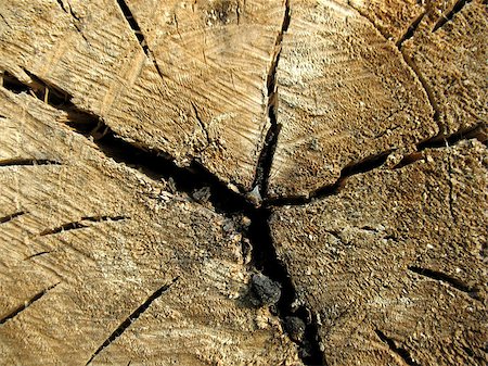 pine log - This is structure of wood board. Close-up Stock Photo - Budget Royalty-Free & Subscription, Code: 400-05343889