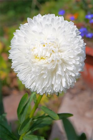 White aster flower on a background of green grass Stock Photo - Budget Royalty-Free & Subscription, Code: 400-05354212