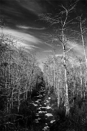 The Florida Trail in Big Cypress National Preserve Stock Photo - Budget Royalty-Free & Subscription, Code: 400-05354326