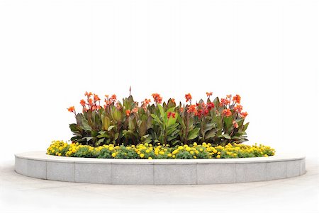 flower-bed against white background. In central part are big red flowers with dark green leaves. They are surround by small yellow flowers. Stock Photo - Budget Royalty-Free & Subscription, Code: 400-05354333