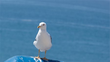 simsearch:400-08333897,k - .Ecological respectfull animals Stockbilder - Microstock & Abonnement, Bildnummer: 400-05354787