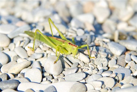 big green grasshoppers on pebbles Stock Photo - Budget Royalty-Free & Subscription, Code: 400-05354897