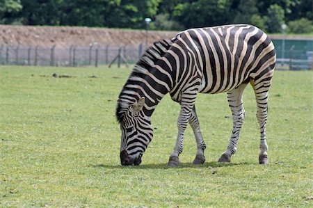 simsearch:400-07657090,k - stunning zebra in a field Fotografie stock - Microstock e Abbonamento, Codice: 400-05354974